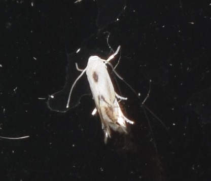 Phyllocnistis labyrinthella (Gracillariidae)?
